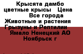 Крысята дамбо цветные крысы › Цена ­ 250 - Все города Животные и растения » Грызуны и Рептилии   . Ямало-Ненецкий АО,Ноябрьск г.